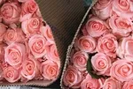 Sevgiliye, Anneye, Eşe Özel! 🌸🌹8 Mart Dünya Kadınlar Günü için En Güzel Mesajlar