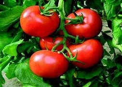 Domatesin kilosu 1 liraya