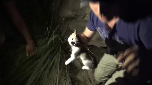Kayalıklarda mahsur kalan yavru kedi için seferber oldular-1