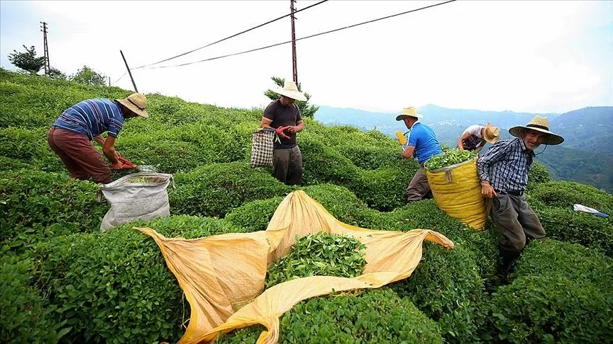 1781125846139.jpeg Rize'de yaş çay üretiminde yeni model: Migros alım güvencesiyle devreye giriyor-3
