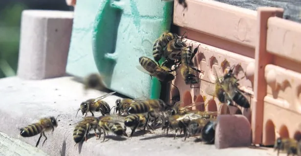 Arı zehrinin gramı yurt dışında 100 dolar!