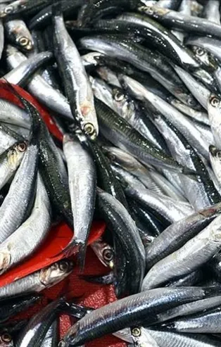 Son dakika: Hamsi avına kota önerisi!