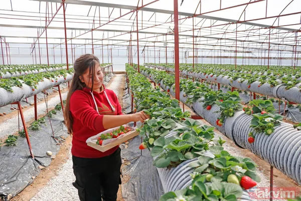 Jeofizik mühendisi 2 milyonluk yatırımla çilek serası kurdu! Taleplere yetişemiyor - 11