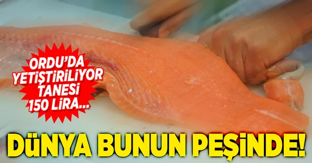 Dünya Ordu somonunun peşinde-1