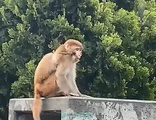 Fatihte firari maymun alarmı: Gören telefona sarıldı