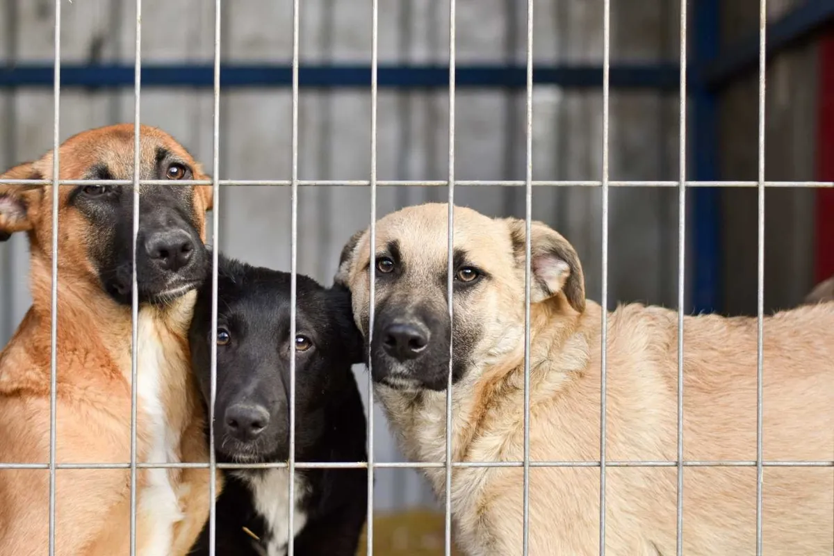 1783264882430.jpeg İstanbul'da yüzde 65'i tamam! Başıboş köpek sorunu tarih olacak-2