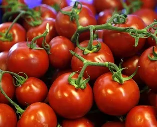 Rusların gözü Türk domatesinde