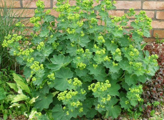 aslan-pencesi-cayinin-faydalari-nelerdir-nasil-yapilir-aslan-pencesi-cayi-ne-ise-yarar-1655895665612.gif Aslan pençesi çayının faydaları nelerdir, nasıl yapılır? Aslan pençesi çayı ne işe yarar?-1