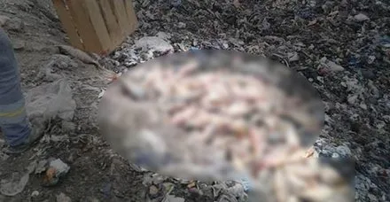 Elazığ'da bir kamyonette 900 kilo kaçak balık ele geçirildi