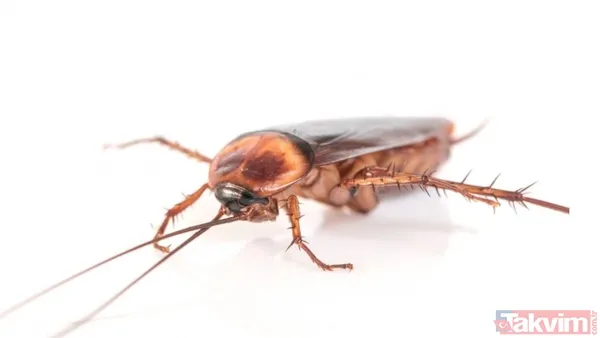 Görseller Takvim Foto Arşive Aittir.