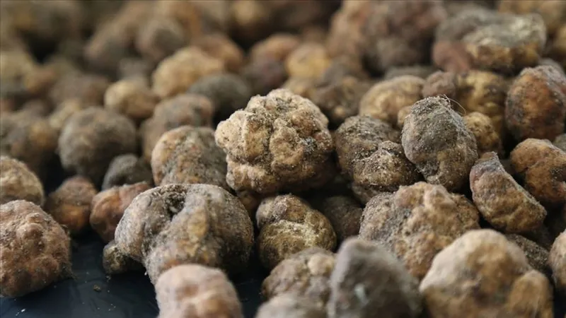 edirneden-avrupaya-truf-mantari-ticareti-kilosu-20-bin-tlyi-asiyor-1776437718389.jpg Edirne’den Avrupa’ya trüf mantarı ticareti: Kilosu 20 bin TL'yi aşıyor-4