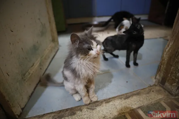 Büyükada'da salgın! 4 ayda 700 kedi Feline Enfeksiyoz Peritonit (FIP) hastalığından öldü! Hayvanseverler CHP'li belediyeyi kayıt tutmadığı için suçladı - 18