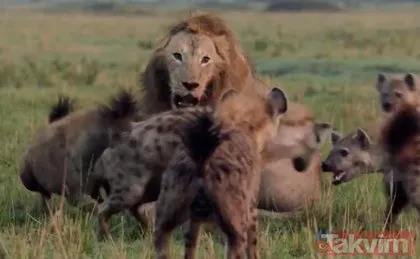 Onlarca sırtlanın ortasında kalan korkusuz erkek aslan görenleri şoke etti!