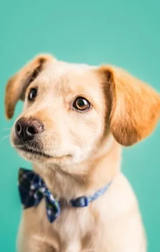 Rüyada köpek sevmek ne demektir?