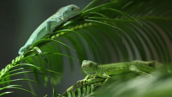 abdnin-florida-eyaletinde-halk-gokten-iguana-yagmasina-karsi-uyarildi-1608889645719.jpg ABD'nin Florida eyaletinde halk gökten iguana yağmasına karşı uyarıldı-6