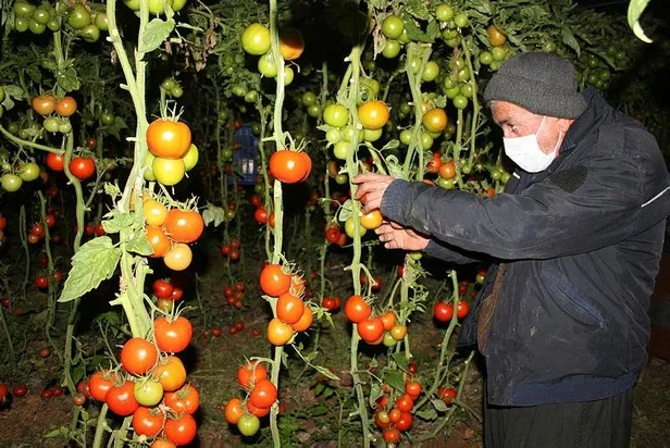 Mersin'de domates üreticilerinin "zirai don" nöbeti-5