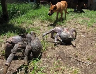 Doğanın şoke eden devleri