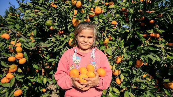 turkiyenin-mandalina-ihracati-yuzde-47-artarak-174-milyon-dolara-yukseldi-1605860437706.jpg