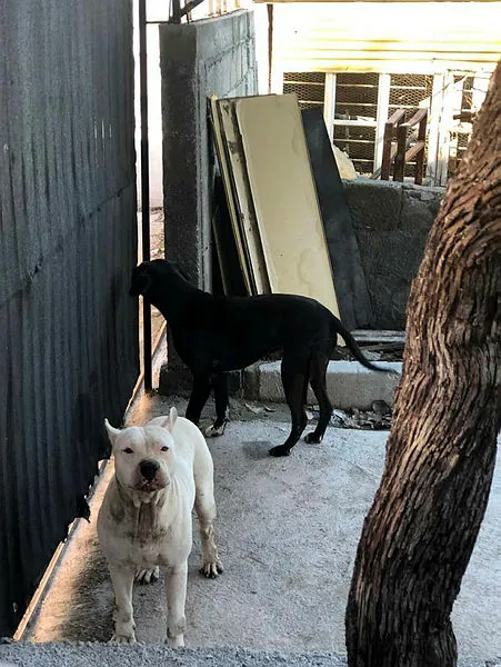 adanada-bahcesine-giren-2-pitbull-yuzunden-evden-cikamadi-1644304294553.jpg