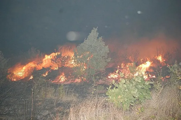 Son dakika: Tekirdağ'da orman yangını