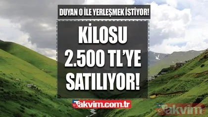 Türkiye’de sadece o ilde! 1 ton sipariş şimdiden verildi...Kilosu 2.500 TL’ye satılıyor! Satanı zengin ediyor!