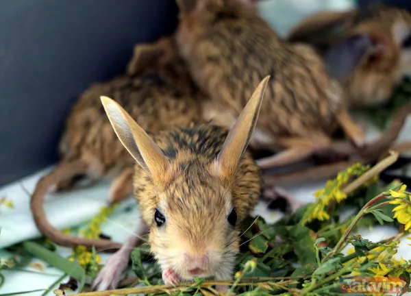 Nesli tükenme tehlikesi altında! Bitkin halde bulunan 5 yavru Arap tavşanı özel bakıma alındı - 11