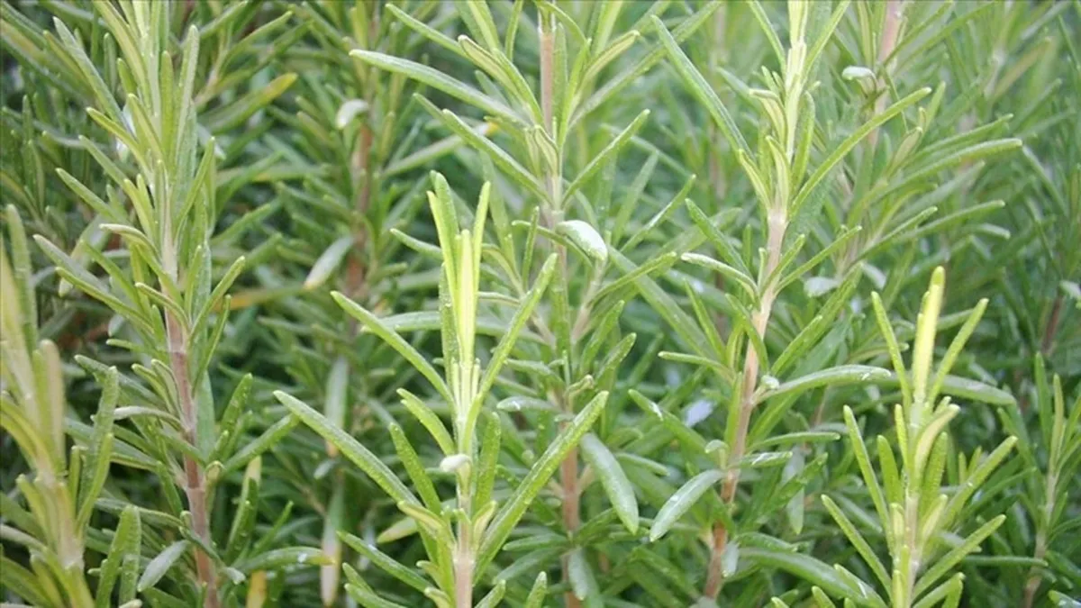 Biberiye selilütleri yok ediyor