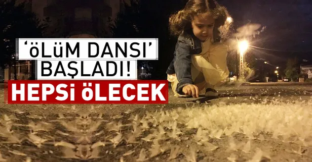 Dün gece başladı! Hepsi ölecek