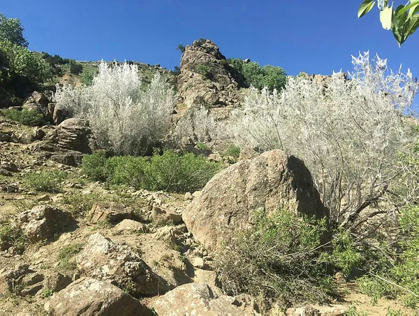 sirnakin-beytussebap-ilcesi-tarim-ve-orman-ugradi-1591948956303.jpg Şırnak'ın Beytüşşebap ilçesi tırtıl istilasına uğradı-1