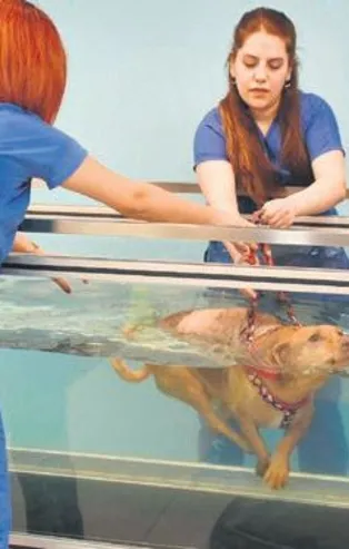 Manisa'da felçli sokak köpeği hayvanseverlerin desteğiyle ayaklandı