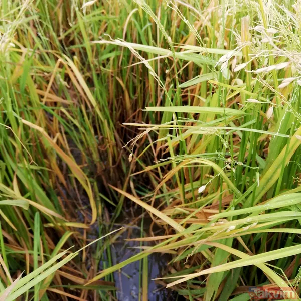 SON DAKİKA: Edirne'de sabaha karşı dolu yağdı! 10 bin dekar çeltik ziyan oldu - 6