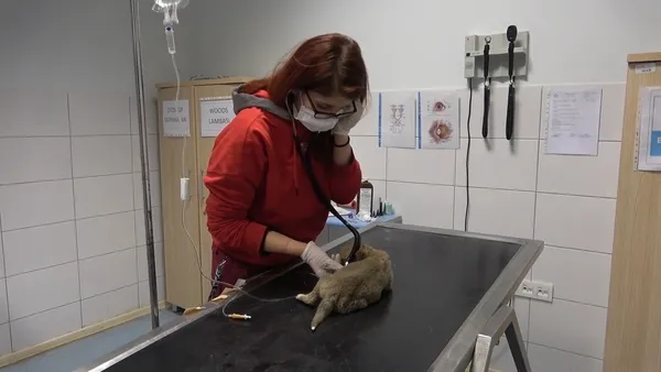 donmaktan-son-anda-kurtarilan-kurt-yavrusu-tedavi-edildi-1640344972214.jpg Donmaktan son anda kurtarılan kurt yavrusu tedavi edildi: Kendi kendini yiyordu-2