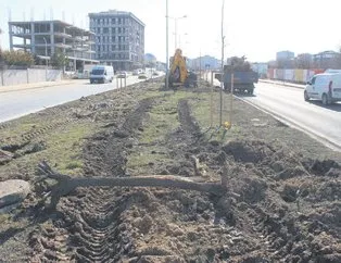 Bir ağaç katliamı da Tekirdağ’da