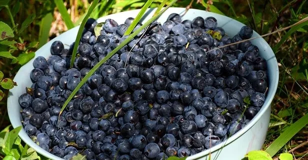 Yaban mersini ile gözaltı morluklarına doğal çözüm!