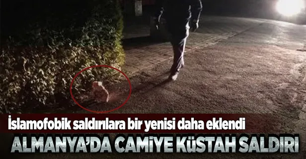 Almanya'da cami önüne domuz başı bırakıldı