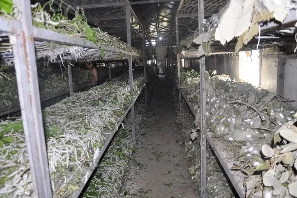 ipek-bocegi-besiciligi-40-gunde-20-bin-lira-kazandiriyor-1653916683282.jpg İpek böceği besiciliği 40 günde 20 bin lira kazandırıyor-8