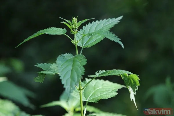 İbrahim Saraçoğlu’ndan makat çatlağını geçiren mucizevi kür - 3
