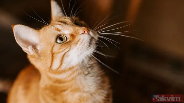 Hayvanlar Depremi Önceden Hisseder Mi? Michigan Teknoloji Üniversitesi, "Depremler, Yeraltı Kayasının Aniden Kırılması Ve Bir Fay Boyunca Hızlı Bir Hareket...