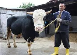 Kurbanlık fiyatları açıklandı