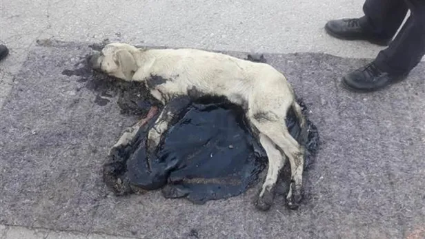 Korkunç olay! Köpek, tankerden dökülen zifte yapıştı-2