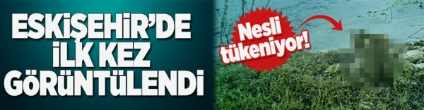 'Saz kedisi' Eskişehir'de ilk kez görüntülendi-1