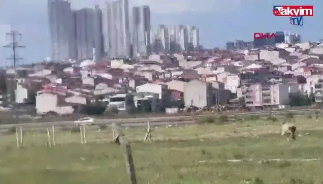 Avcılar'da kurbanlık 7 tosun kaçtı