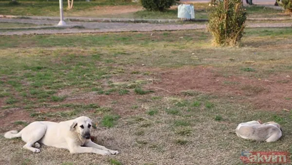 Başıboş sokak köpeği sorununa tarihsel bakış! Atatürk dönemindeki Resmi Gazete'de 'umumi mücade' vurgusu - 17