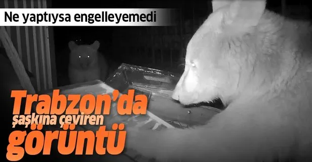 Trabzon’daki bu görüntü şaşkına çevirdi