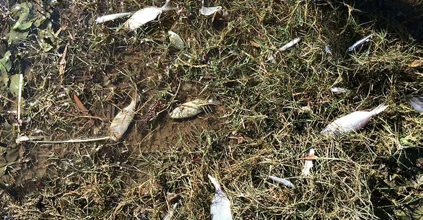 Son dakika: İzmir'de dikkat çeken görüntü! Depremin ardından balıklar karaya vurdu!