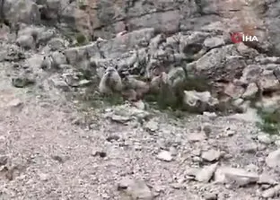 Tunceli’de anne ayı yavrularını emzirirken böyle görüntülendi