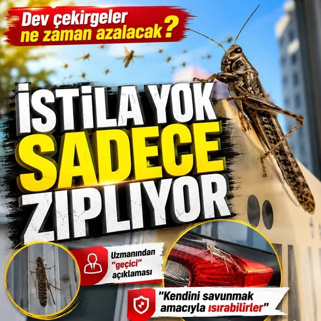 İstanbulda dev çekirgeler neden çoğaldı? Uzmanından panik yapmayın uyarısı