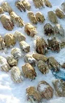 Kesik halde bulunan 54 elin sırrı çözüldü