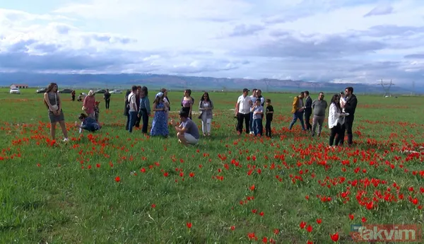 'Muş 1071' ismiyle tescillenen lale Muş Ovası'nı kırmızıya boyadı - 9