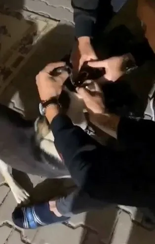 Bursa'da rezalet görüntü! Köpeğe alkollü işkence
